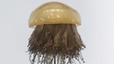 ����������һ�֡��嵰ˮĸ��������������Ҫ�����ġ���������ƭ��(ͼƬ��Դ������������ʱ��)