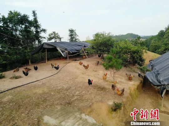 8��23�գ�����ʡ�ڶ��ظ���������������쳤�����Ĺ�������ɽ������ʳ�������鸣 ��