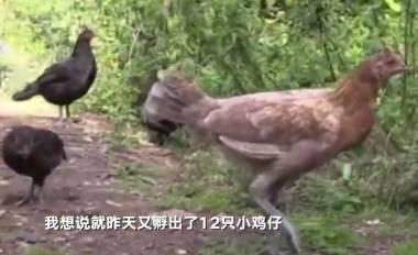 �����¾���������Ƶ��ͼ��